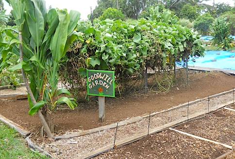 Haliimaile Community Garden